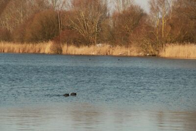 Harchies - Les marais - 10 kms - Harchies - Photo 9