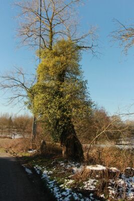 Hautrage - La vallée de la Haine - 10 kms - Saint-Ghislain - Photo 22