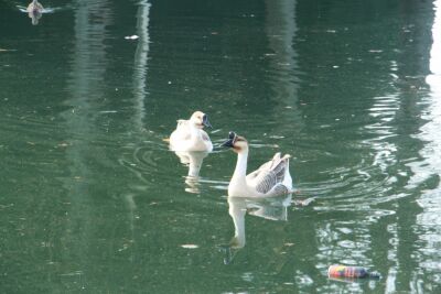 Thieu - Les ascenseurs - Thieu - Photo 14