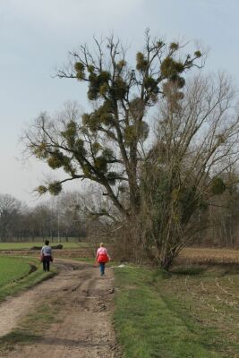 Sars-la-bruyère - Genly - 10 kms - Frameries - Photo 20