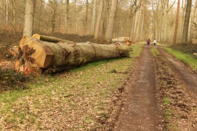 Stambruges - Les Ecacheries - Stambruges - Photo 11
