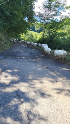 La BastideClairence Isturitz Hélette Cambo 
