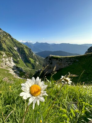 Tournette depuis Montmin - Talloires-Montmin - Photo 5