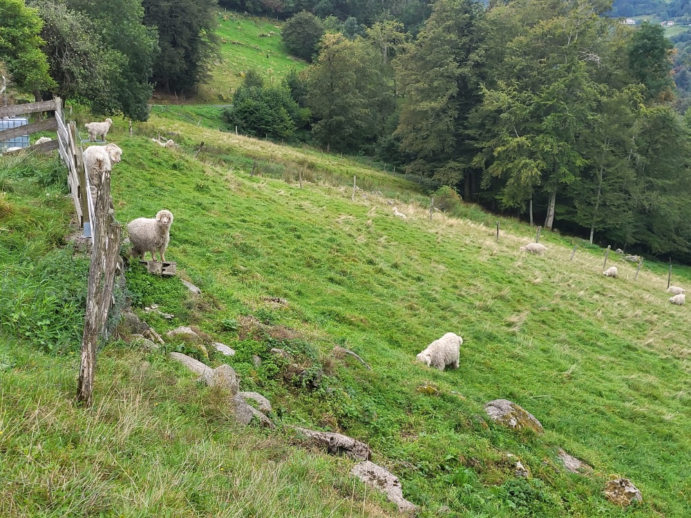 Les Chèvres  Mohair de la Ferme sous les Hiez