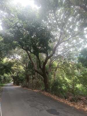 St Paul Bellemene Macabit