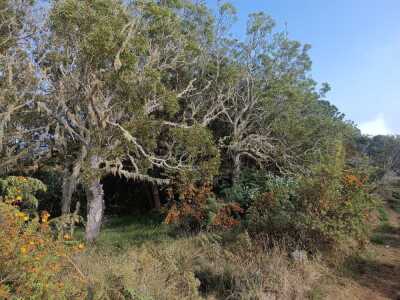 St Paul PF Baptiste Piton Orangers PF