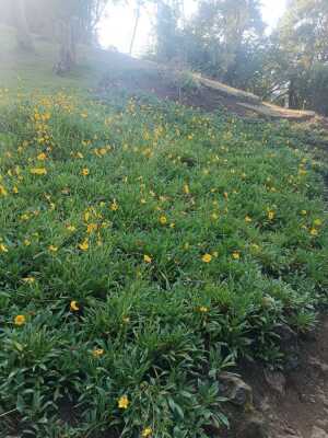 St Louis Makes BrasPatates Fenetre Mapou Scierie