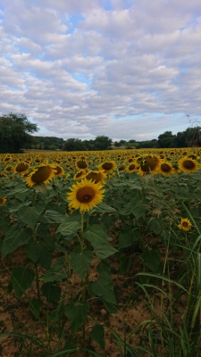 Photo prise liée au parcours