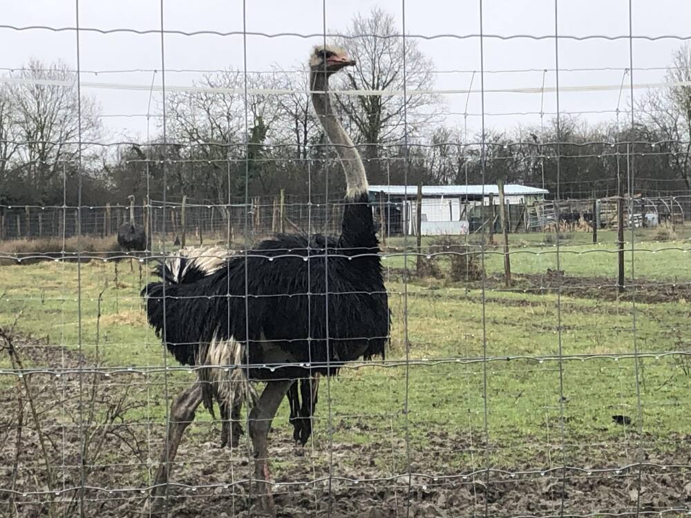 Téléphone : 06 60 95 18 67
Mél : lautruchedespointes@hotmail.com
https://www.facebook.com/Lautruchedespointes