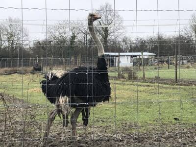 Téléphone : 06 60 95 18 67
Mél : lautruchedespointes@hotmail.com

https://www.facebook.com/Lautruchedespointes