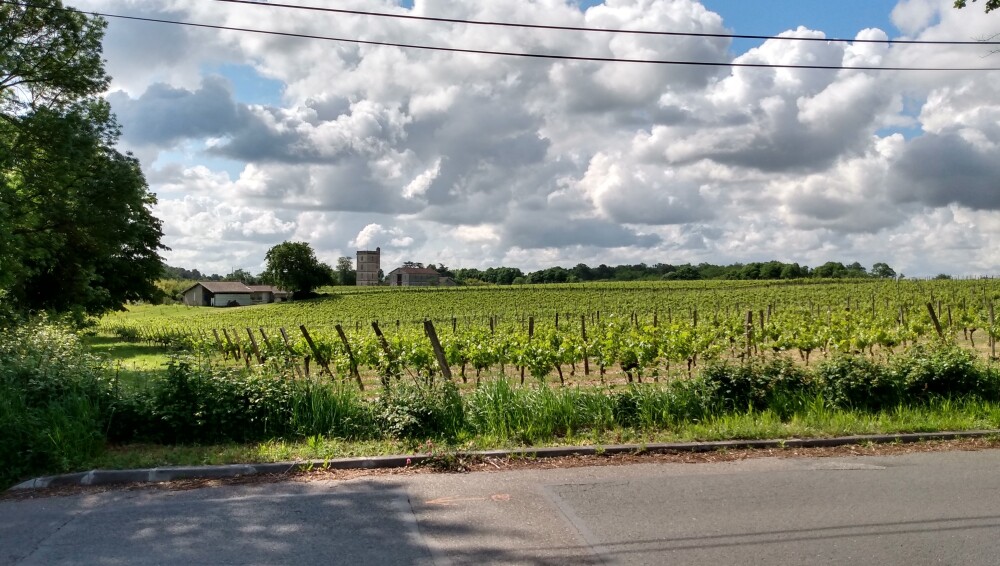 Les vignes de Carignan-de-Bordeaux.