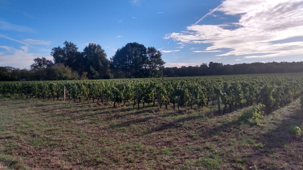 Les vignes du Château Olivier à Léognan.
