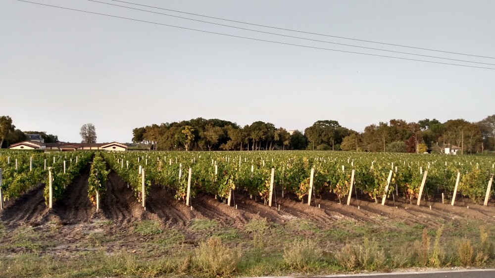 Les vignes du Château La Louvière, à Léognan.