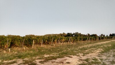 Les vignes du Château Carbonnieux.