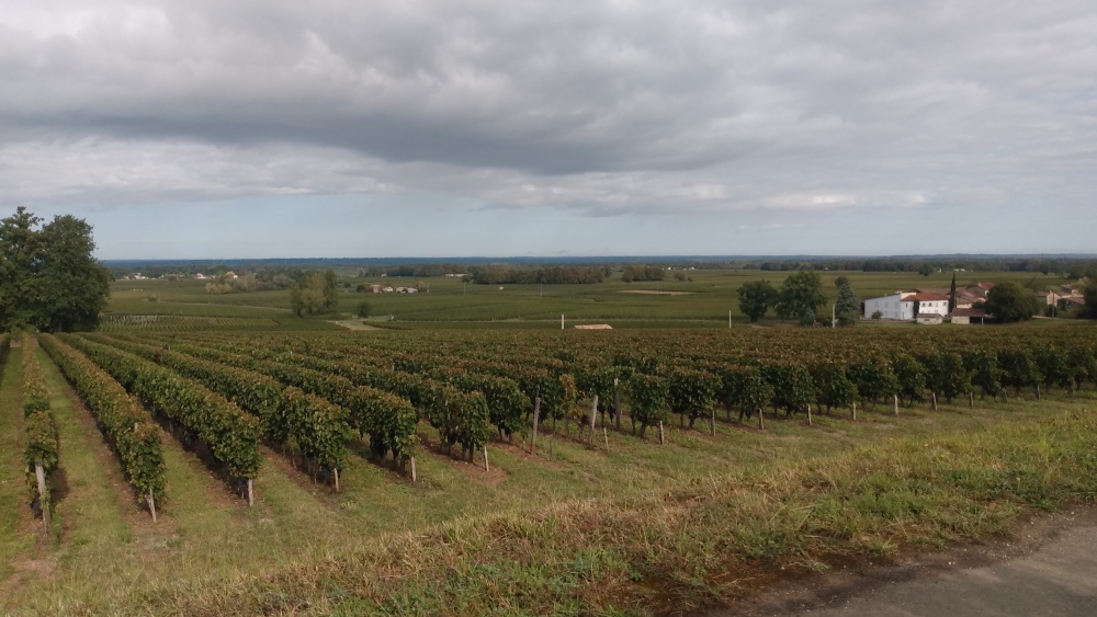 Panorama sur le vignoble au lieu-dit Bertin.