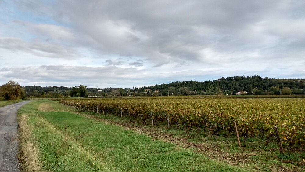 Des vignes des Graves au bord de la Garonne à Portets, kilomètre 46 de cette boucle.