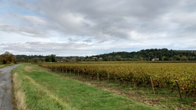 Des vignes des Graves au bord de la Garonne à Portets, kilomètre 46 de cette boucle.