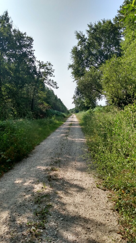 Une piste forestière idéale pour la pratique du gravel, près de Léognan.