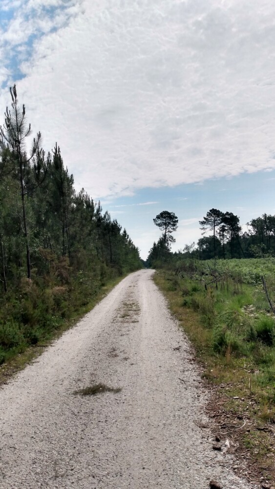 Une autre piste forestière, entre Léognan et Saucats.