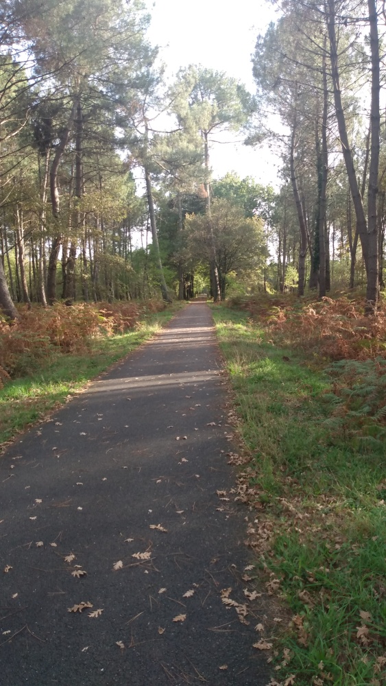 La piste cyclable RD 805 au milieu de la forêt.