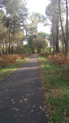 La piste cyclable RD 805 au milieu de la forêt.
