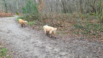 Sur le sentier de fond de vallée, vers l'aval.