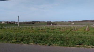Paysage de vignobles de l'Entre-deux-Mers (1)