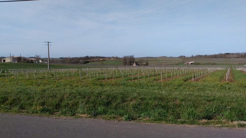 Paysage de vignobles de l'Entre-deux-Mers (1)