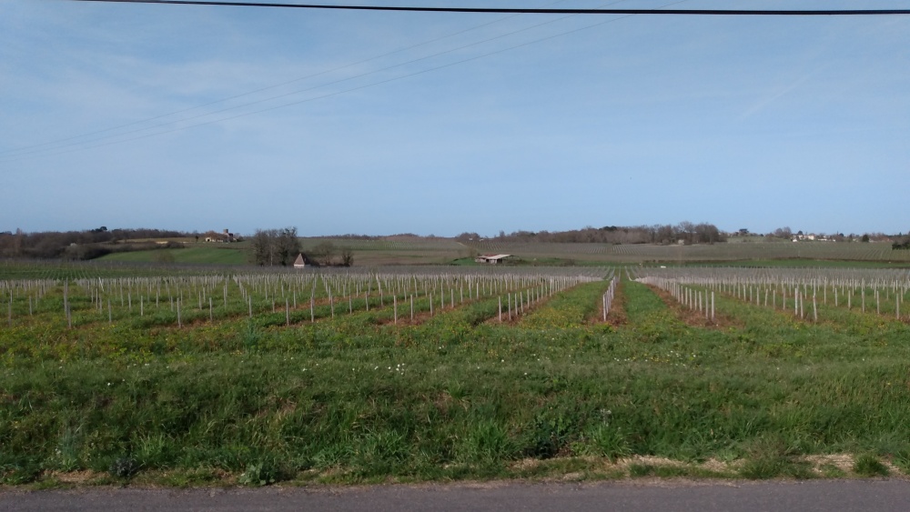 Paysage de vignobles de l'Entre-deux-Mers (2)