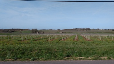 Paysage de vignobles de l'Entre-deux-Mers (2)