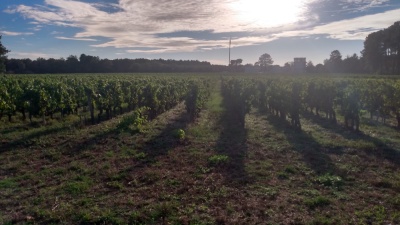Les vignes du Château Olivier à Léognan. (1)