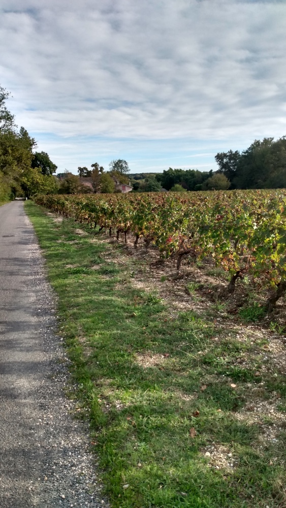 Des pieds de vignes près du Château de La Brède.