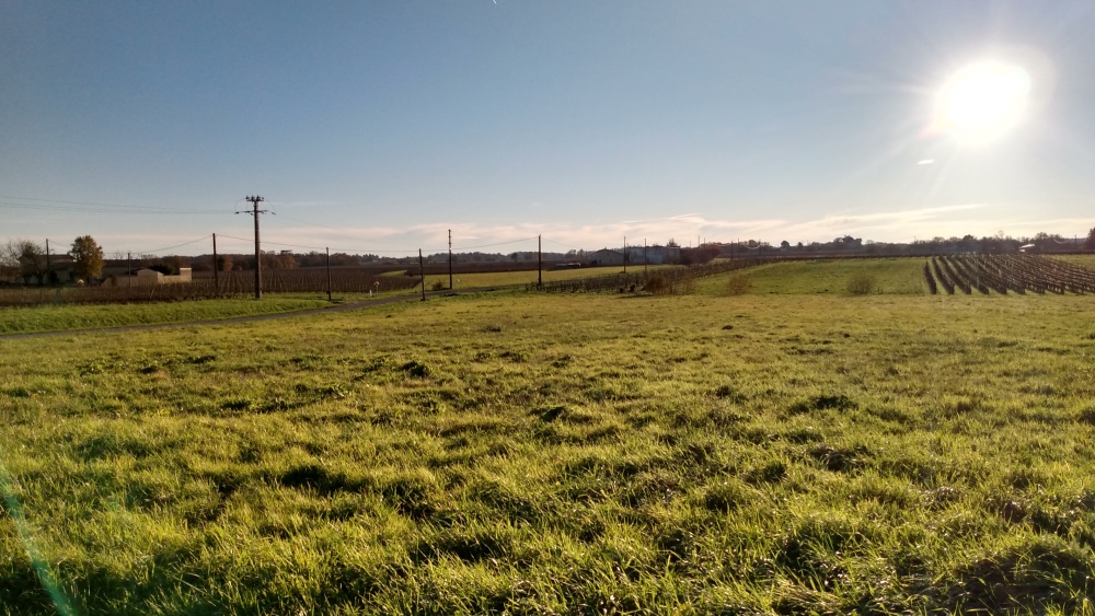 Une prairie et des vignes près Arveyres, au kilomètre 31 de l'itinéraire.