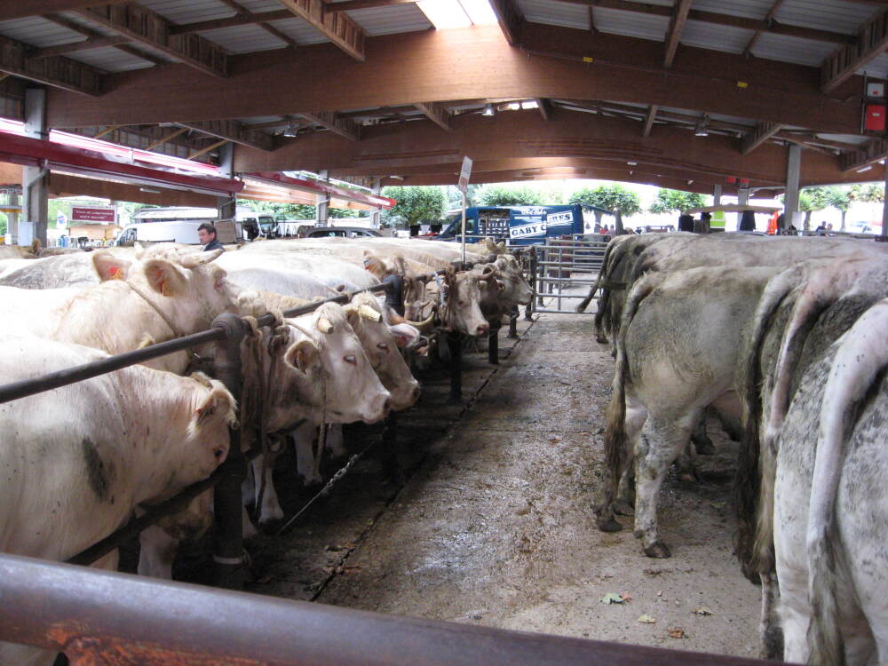 le marché aux bestiaux de St Christophe