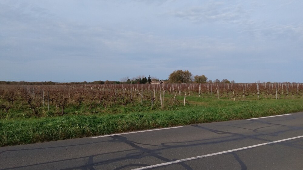 Des vignes au bord de la RD 20E3 en direction de Vayres (kilomètre 25 de l'itinéraire).