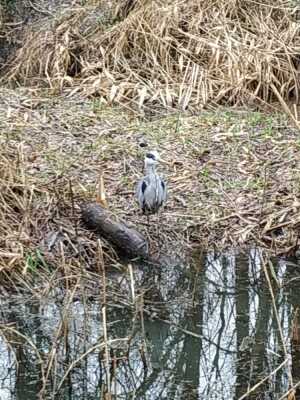 Enregistrement du 31/01/2025