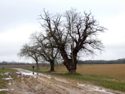 2025-02-09 Boinveau - Boissy le Cutté - Bouray-sur-Juine - Photo 2