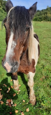 St gilles les forêts-Mont Gargan