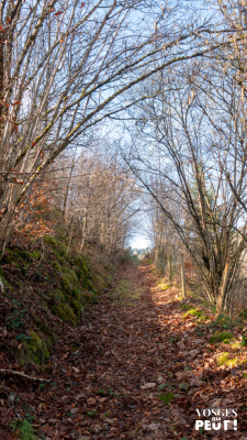 Urbeis - Col de la Hingrie - Urbeis - Photo 6