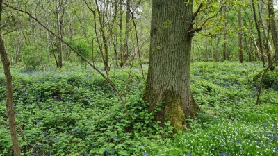 Boucle en forêt  de Port-Royal - 16/04/2025