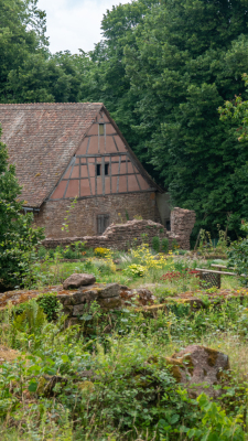 Vignoble et châteaux d'Ottrott - Ottrott - Photo 2
