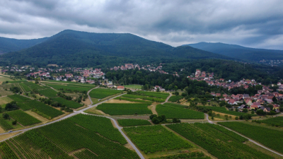 Vignoble et châteaux d'Ottrott - Ottrott - Photo 1
