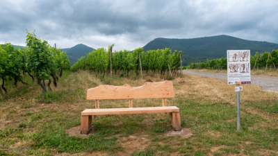 Vignoble et châteaux d'Ottrott - Ottrott - Photo 9