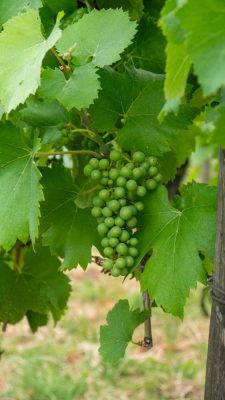 Vignoble et châteaux d'Ottrott - Ottrott - Photo 11
