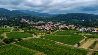 Vignoble et châteaux d'Ottrott - Ottrott - Photo 10