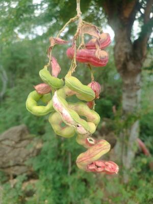 St Leu Cap Camelias Chaloupe St Leu rando V2