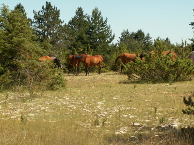 Le paradis des chevaux sur le plateau.