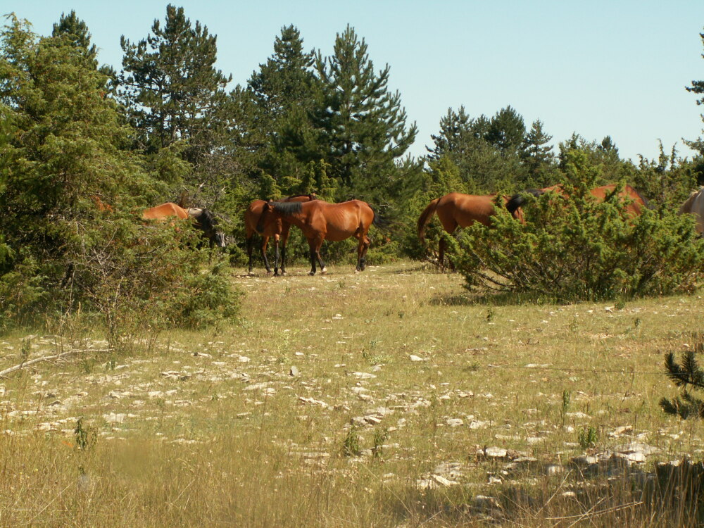 Le paradis des chevaux sur le plateau.