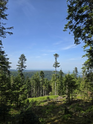 3 - Randonnée : Circuit du Schneeberg - Wangenbourg-Engenthal - Photo 6