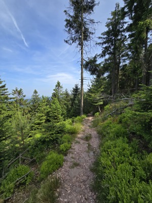 3 - Randonnée : Circuit du Schneeberg - Wangenbourg-Engenthal - Photo 10